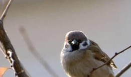 麻雀在线观看60,60分钟在线观看，揭秘神秘故事线